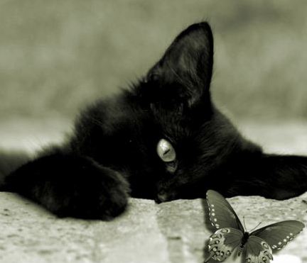 Risultati immagini per immagini gatto nero gratis