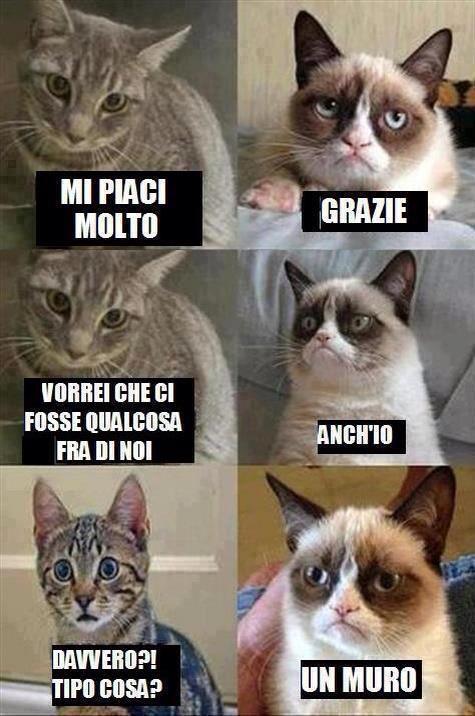 grumpy cat amore italiano