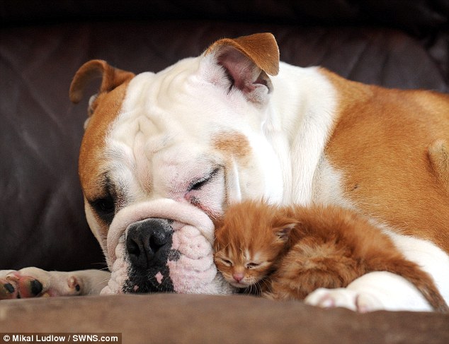 bulldog e gattino