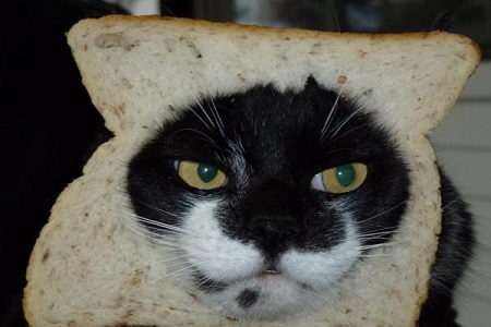gatto sandwich moda