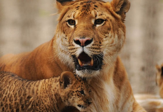 liger ita