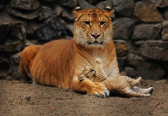 mamma liger