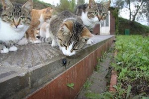 gatti e insetti