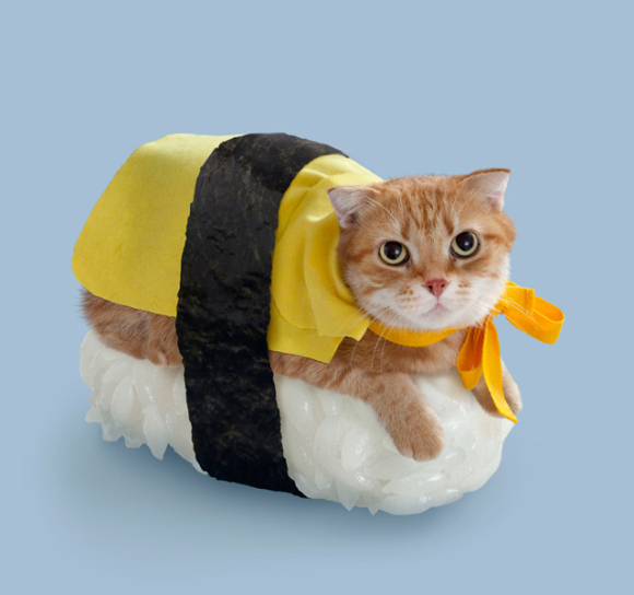 nekosushi_cat sushi gatto 1