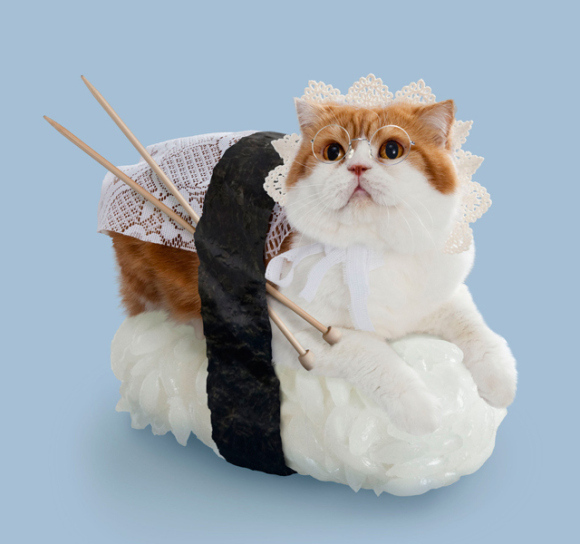 nekozushi_cat sushi gatto 11