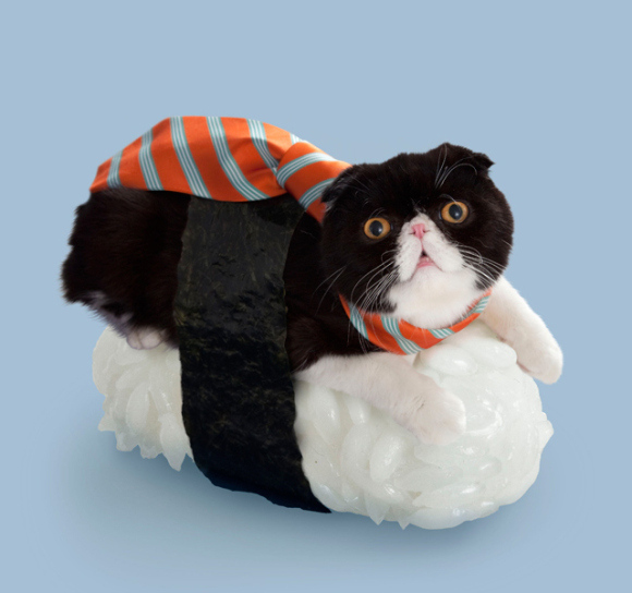 nekozushi_cat sushi gatto 3
