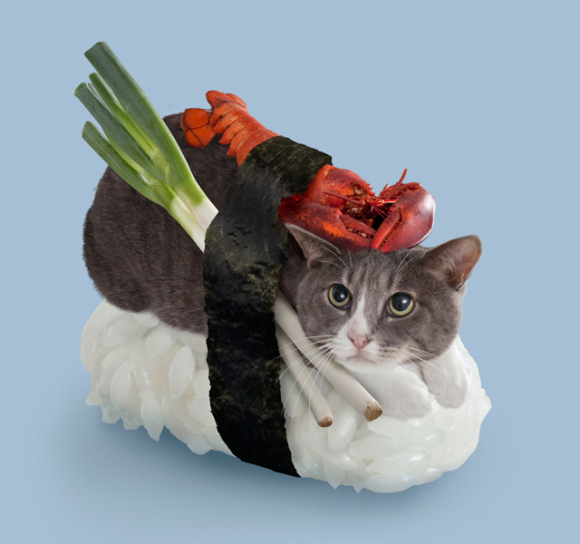 nekozushi_cat sushi gatto 4