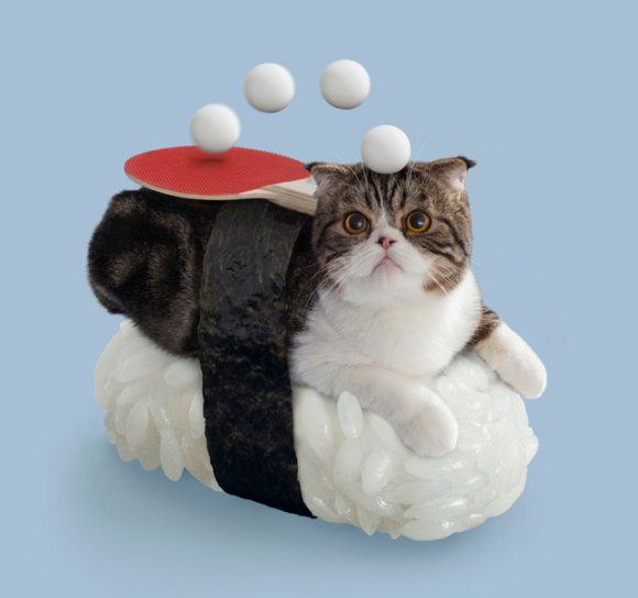 nekozushi_cat sushi gatto 6