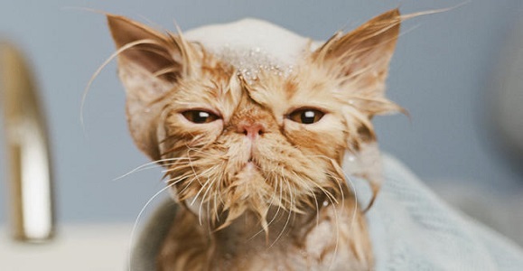 gatto bagnetto lavare spazzolare