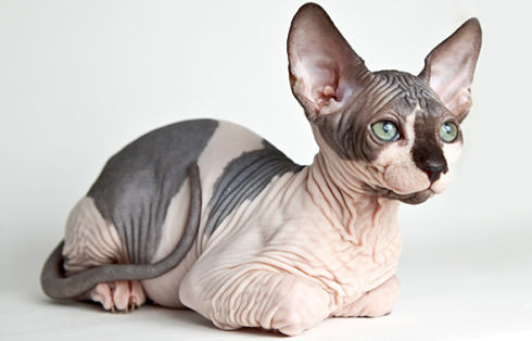sphynx-cat gatto senza pelo razza
