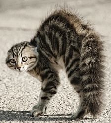 gatto spaventato coda