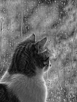 gatto pioggia comportamento