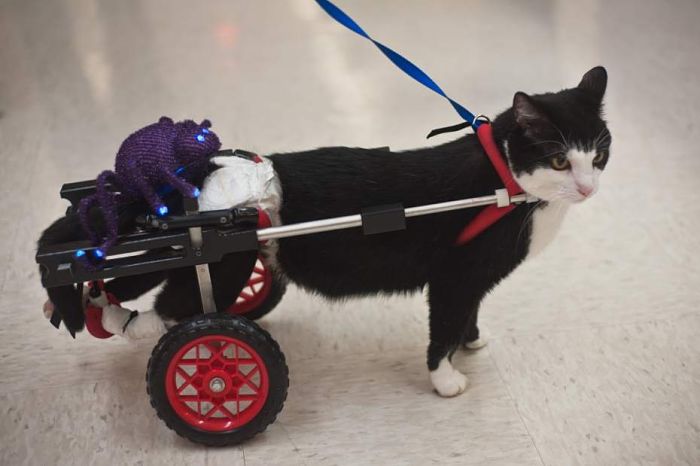 scooter gatto paralizzato 4