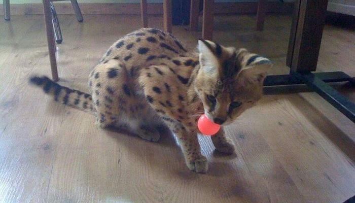 gattopardo 8