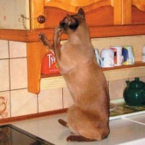 gatto cucina