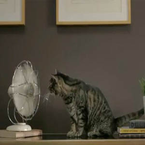 gatto ventilatore