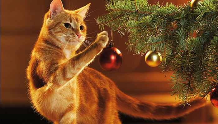 Come realizzare un albero di Natale a prova di gatto