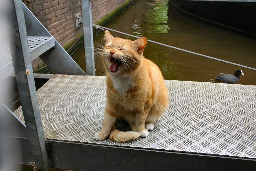 Amsterdam cat