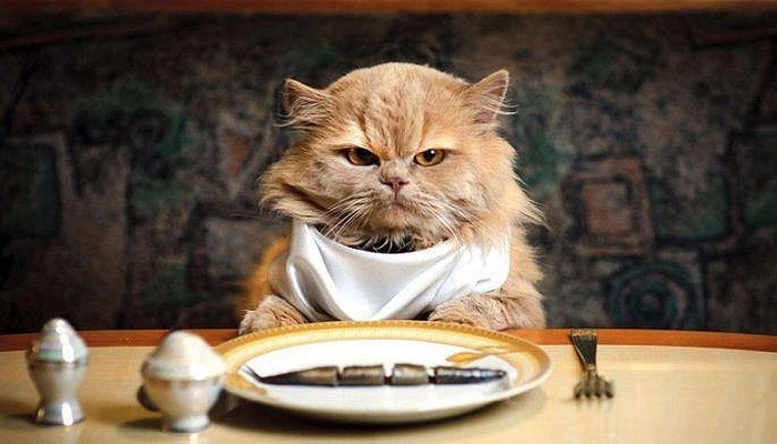 Le 7 cose da non far MAI mangiare ad un gatto
