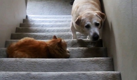 Cani terrorizzati da gatti [VIDEO DIVERTENTE]