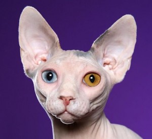Gatti senza pelo - Malattie Gatti - Caratteristiche dei gatti senza pelo