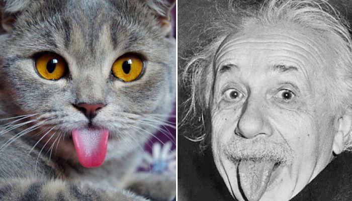 gatto albert einstein