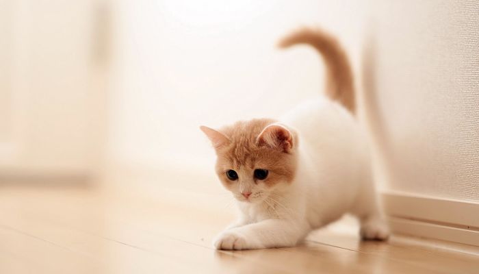 gatti cina