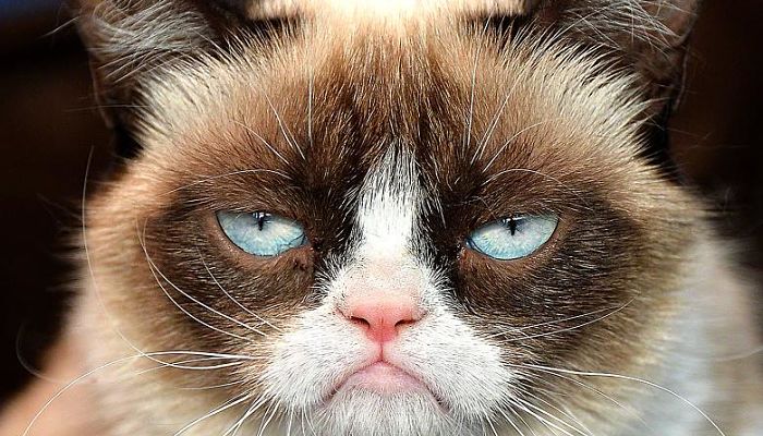grumpy cat