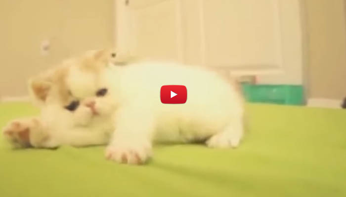 Cagnolino Che Abbaia e Cammina con Guinzaglio – Tumama Kids