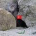 Il rarissimo gatto di Pallas esce dalla grotta [VIDEO]