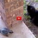 Tartaruga gioca a "Girotondo" col gatto