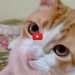 Il gatto canterino [VIDEO]