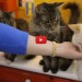 La super intelligenza dei gatti: imparano il linguaggio dei segni [VIDEO]