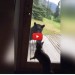 C'è un orso in veranda, il gatto lo caccia via! [VIDEO]
