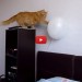 gatto palloncino