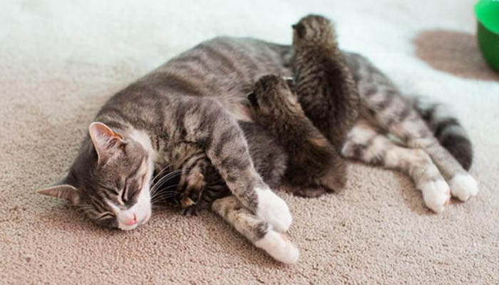 Quando Mamma Gatta Abbandona I Cuccioli