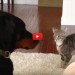 Gattino mostra le sue abilità di ninja all'amico Doberman [VIDEO]