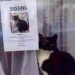 gatto smarrito