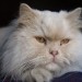 precious gatto