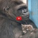 koko