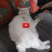 L'arte dell'ozio: gatto si rilassa con l'aspirapolvere [VIDEO]
