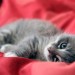 adottare gattino