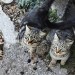 gattini mezzogiorno