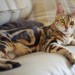 gatto 10 cose