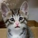 gatto bum