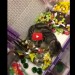 Gatto si perde nel pet-store, ritrovato al reparto giocattoli! [VIDEO]