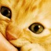 gatto comportamento