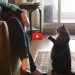 Le 9 cose che i gatti fanno sempre!  [VIDEO]