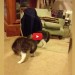 Il gattino si guarda allo specchio e inizia a ballare [VIDEO]