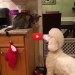 gatto e cane sguardo